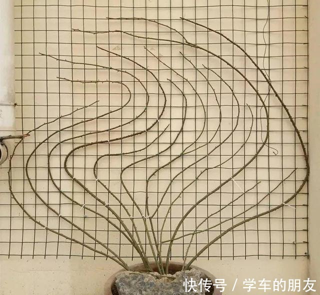 想让“月季”来年开花多12月就要“下功夫”,迟了来不及!