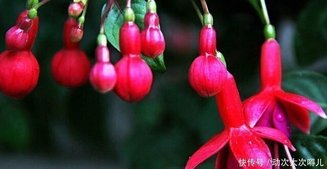植物|夏天有哪些花不能多浇水呢,五种常见花介绍