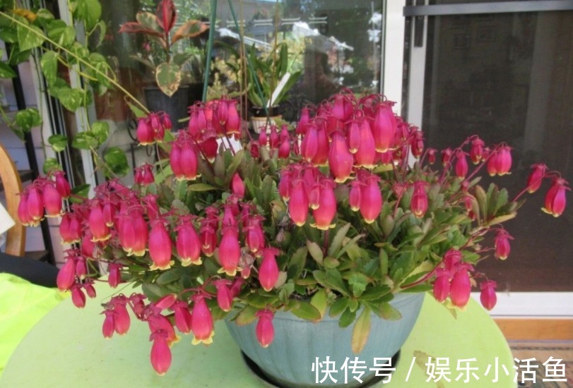 它是肉质“网红花”，寓意吉祥，掌握住技巧，植株轻松爆花