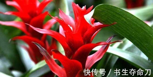 凤梨花|看一眼就想买回家的花, 好看又好养, 看看它们都是谁!