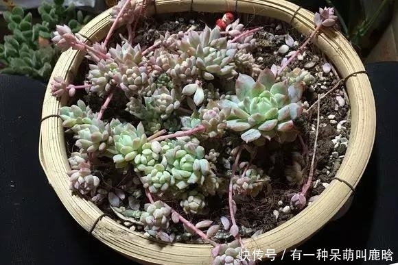 邻居捡破烂养花,全家都反对,栽上花后都笑了!