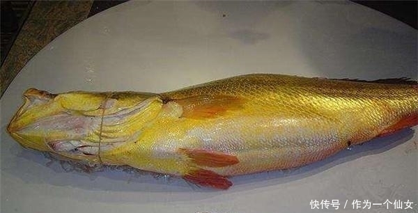 黄唇鱼|法国有鹅肝,俄罗斯有鱼子酱,日本有和牛,中国有什么顶尖食材?