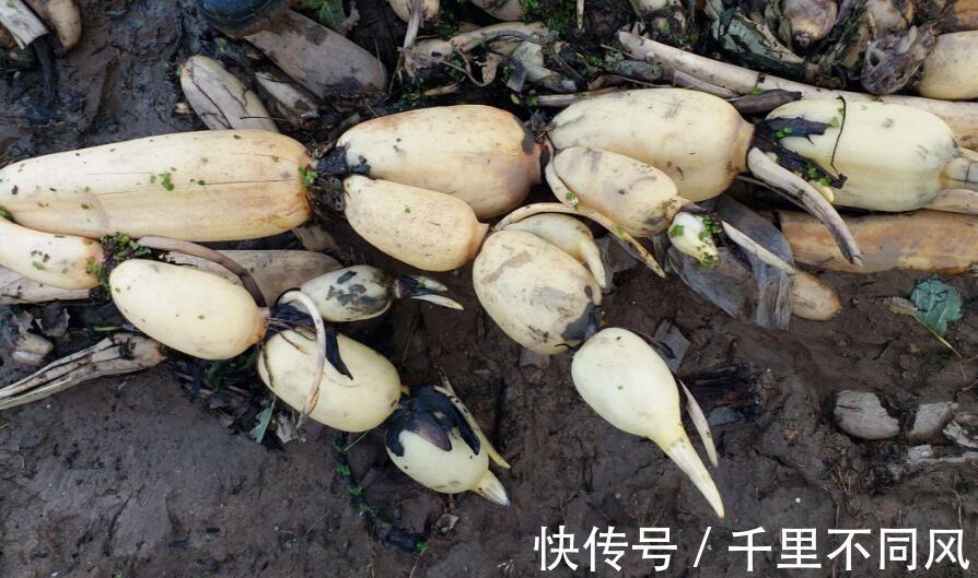 银耳梨汤|立秋后,5种蔬菜要常吃,既便宜又能消暑秋燥,营养也很丰富