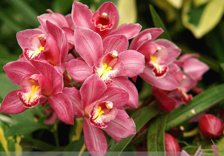 曾天价一苗的杂交兰，现普草价格，花香四溢，四季开花，值得入手