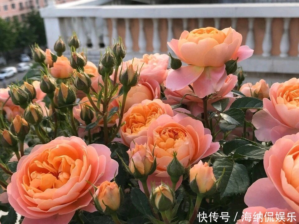 水果皮|养花人都知道的“5个偏方”,3分钟学会,一生受用,养啥都旺盛