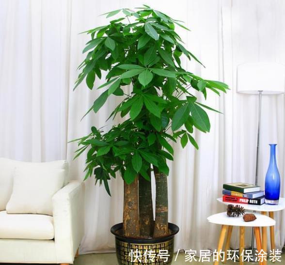 秋天降温后，养6种花要管住手，少浇水才能出状态，水多爱烂根