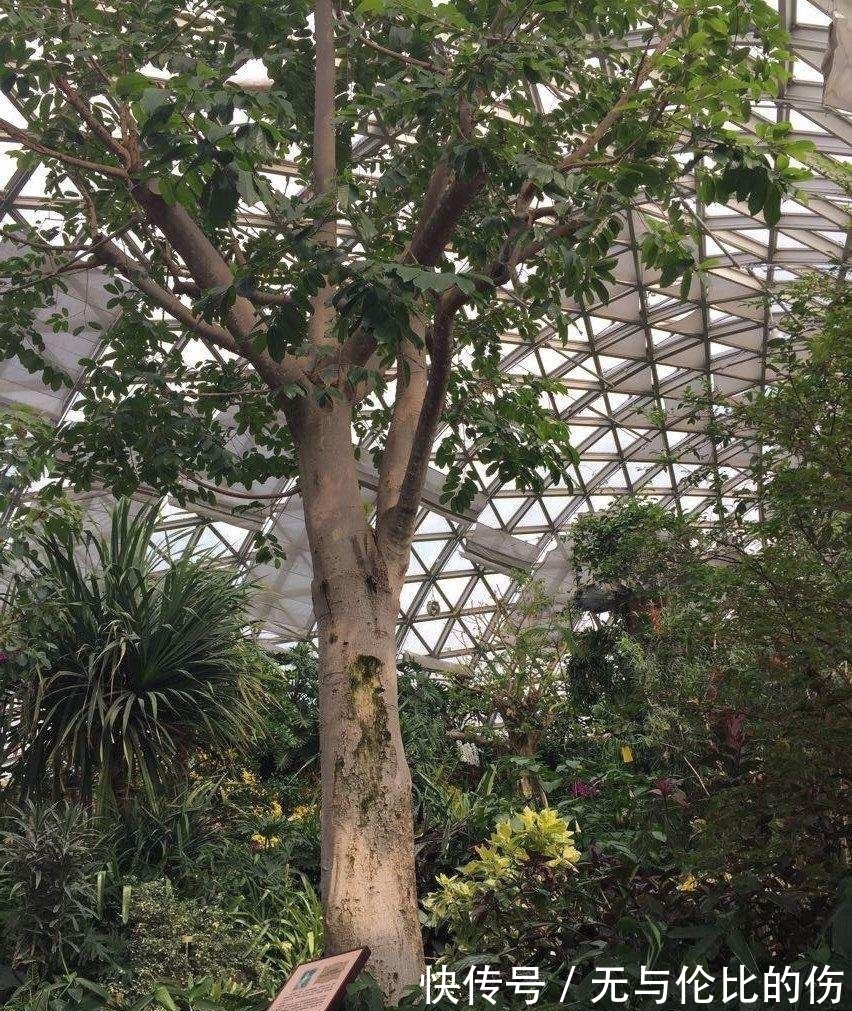 桉树|毒番石榴树有多毒,摸都摸不得,在树下躲雨都能中毒