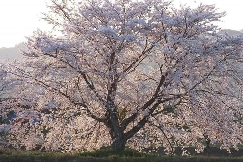 结不了果子的吉野樱，如何在日本花开繁茂？