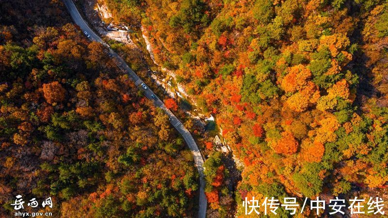 大别山|“岳西红”，大别山迎来绝美秋景