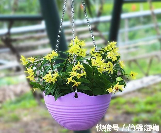 大忌|家中养花不要瞎眼！这6种花旺财又养人，而这2种花是大忌！