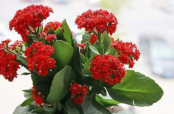 腐殖质|想要长寿花一年变“老桩”,两个技巧,窜两米高,360度开成花球