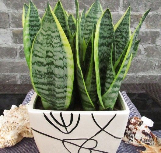 虎皮兰|张大爷养虎皮兰,浇水施肥只用“它”,半年养出60多盆,太漂亮了