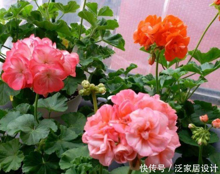 4种花自带福气好养活,个个都是高颜值,养在家里寓意好