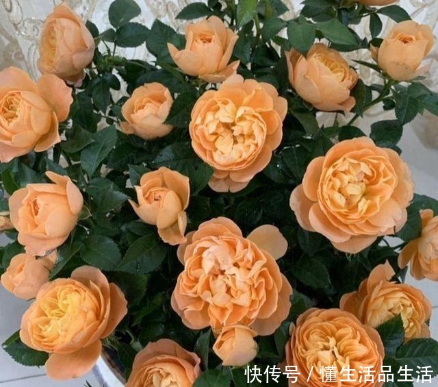 少喝两瓶酒,阳台上此花也要栽2株,好养易活,颜值不输牡丹!