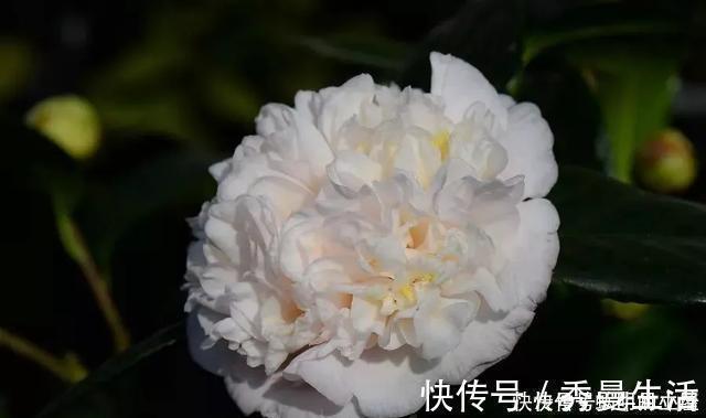 花中娇客|中国传统名花“花中娇客”,30种茶花一开,美了十里八乡