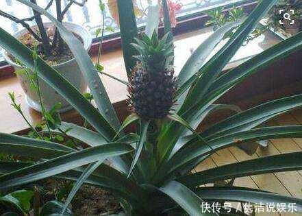 吃菠萝,“菠萝头”泡水里,3周长根变漂亮盆栽,结出大果子来