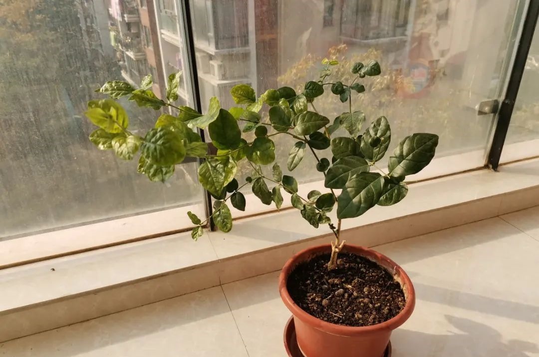 花养成光杆司令，别扔了、还有救，3天起死回生！