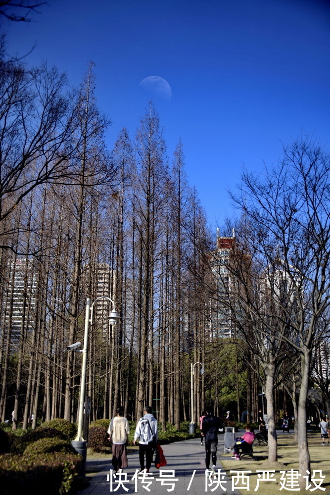 老年|新虹口花园的玉兰花开了【严建设】