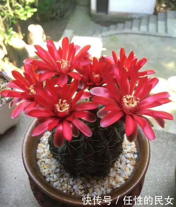 仙人球不开花,3个方面得改善,做好了以后花苞直冒,爆满盆