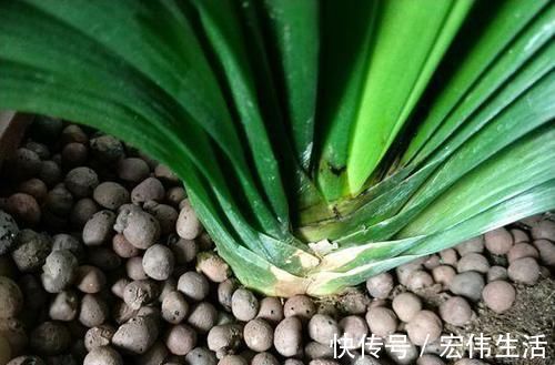 水杨酸|用“土方法”制作的花肥,才是养花“万能肥”,养啥旺啥