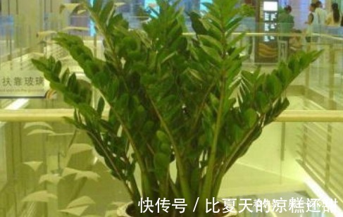 有钱人最喜欢这几种花，招财又能接好运，没钱的赶紧养