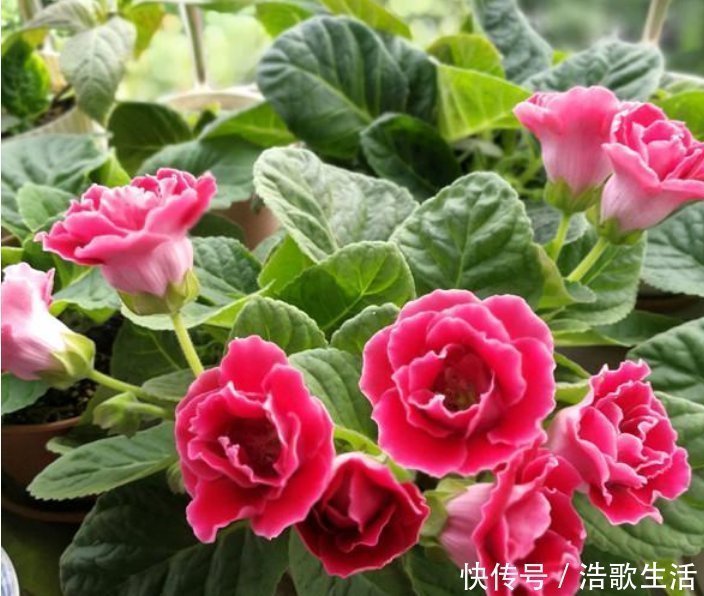 大岩桐花|3种花,都是开花小能手,养在家里繁花似锦,清新脱俗,懒人最爱