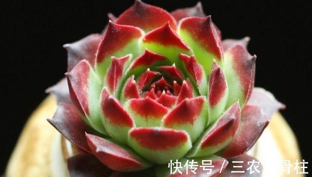 花儿谷|多肉植物这样换盆, 没有养不好的肉肉!