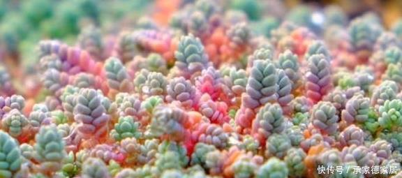 5种多肉最容易爆盆,好养好看还易爆盆,适合新手和懒人