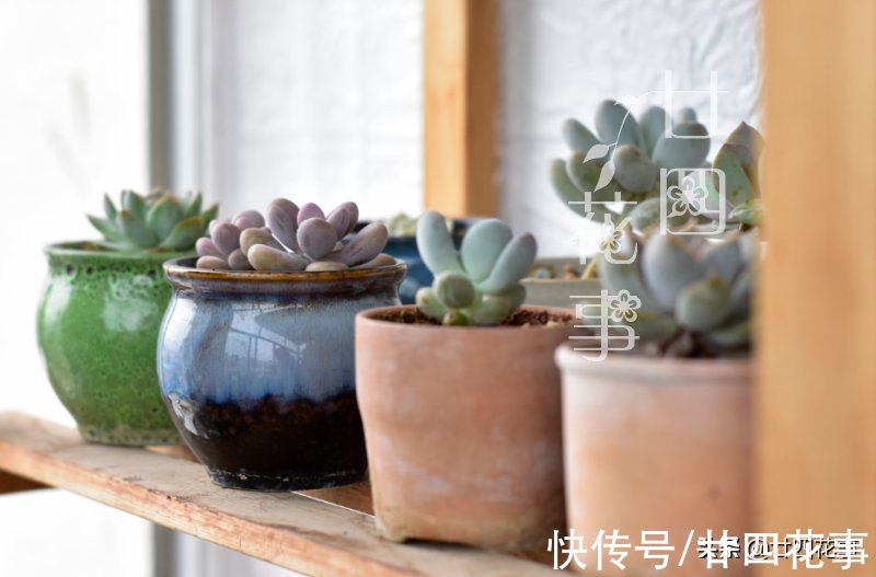 多肉只上色不长个？6点做到位，合理控水根系壮，轻松变成美胖子