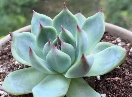 露养多肉，别只求“不死”了，这么办保管越来越美！