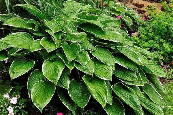 车前草|车前草的功效太强大,除了增强抵抗力,还有3个好处找上门来!