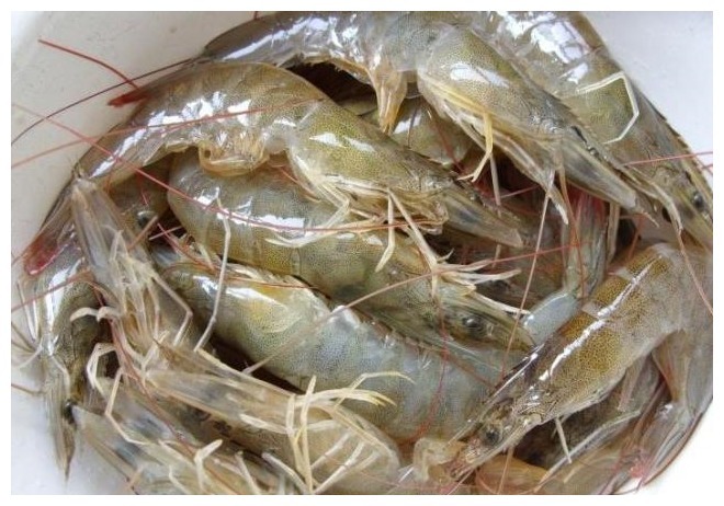 不论煮什么虾,万万不可直接下锅,没了这1步,虾肉怎么做都腥