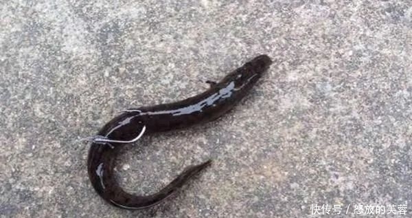 钓黑鱼不只有路亚,只要掌握方法,手竿传统钓一样刺激