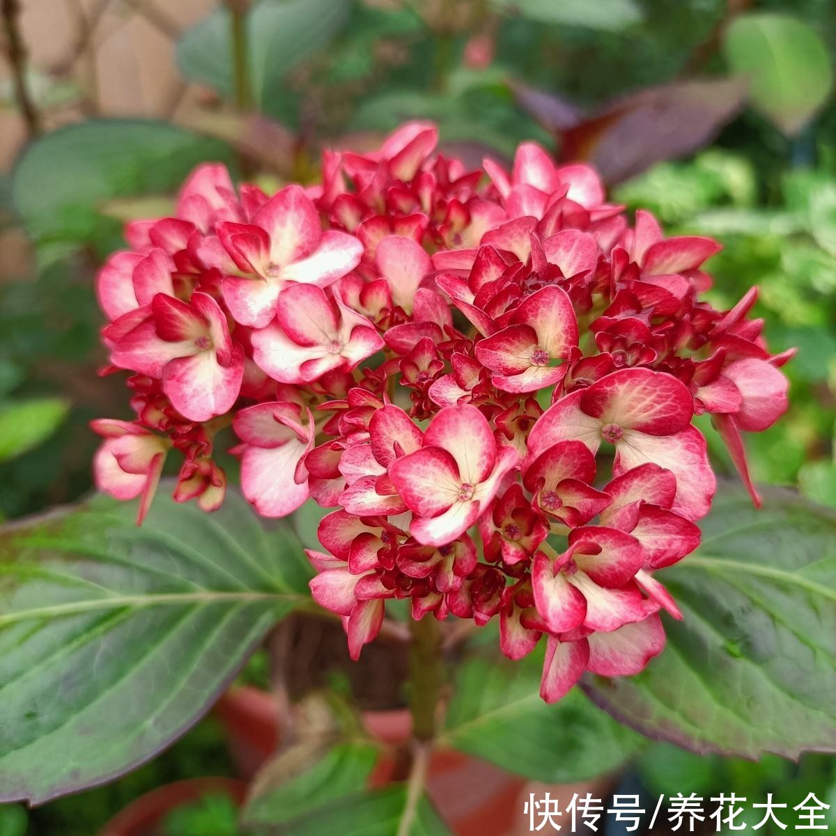 生长期|花朵全休眠也不怕,夏季种这3种花,轻松长疯,让夏天更火热