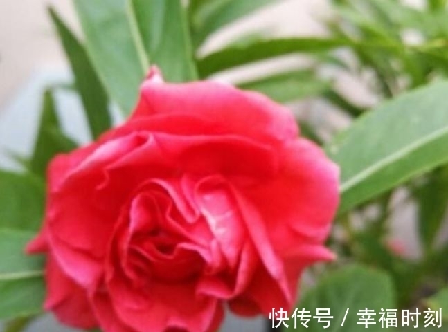 凤仙花|养花就养这几款，花朵小巧玲珑，层层交叠，烂漫迷人眼