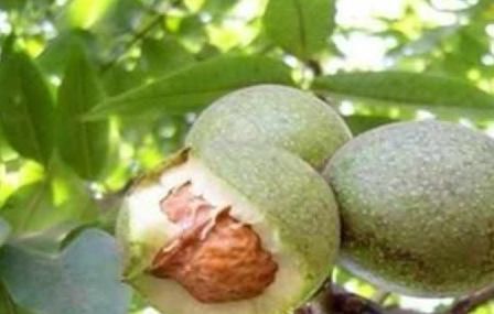 采集|盘点农村随处可见的8大美食，也许你只看到过它们菜盘上的样子！