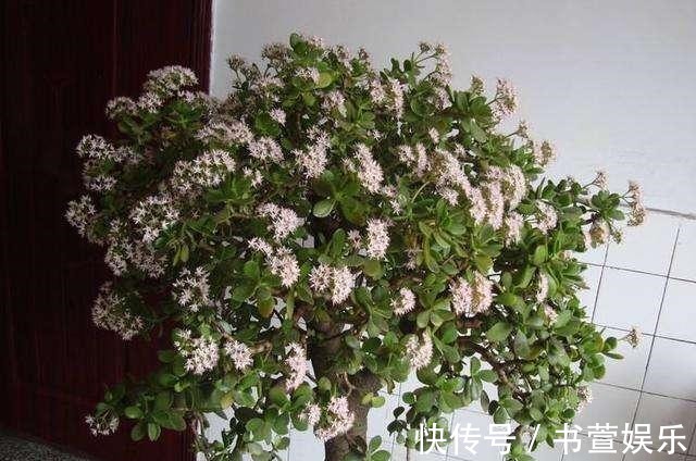 这4种花，时间越久越值钱，修修剪剪是老桩，花友看了直喊羡慕