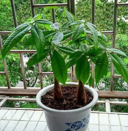 盆栽观赏性绿植发财树,该注意哪些4个要诀让它四季发新枝叶
