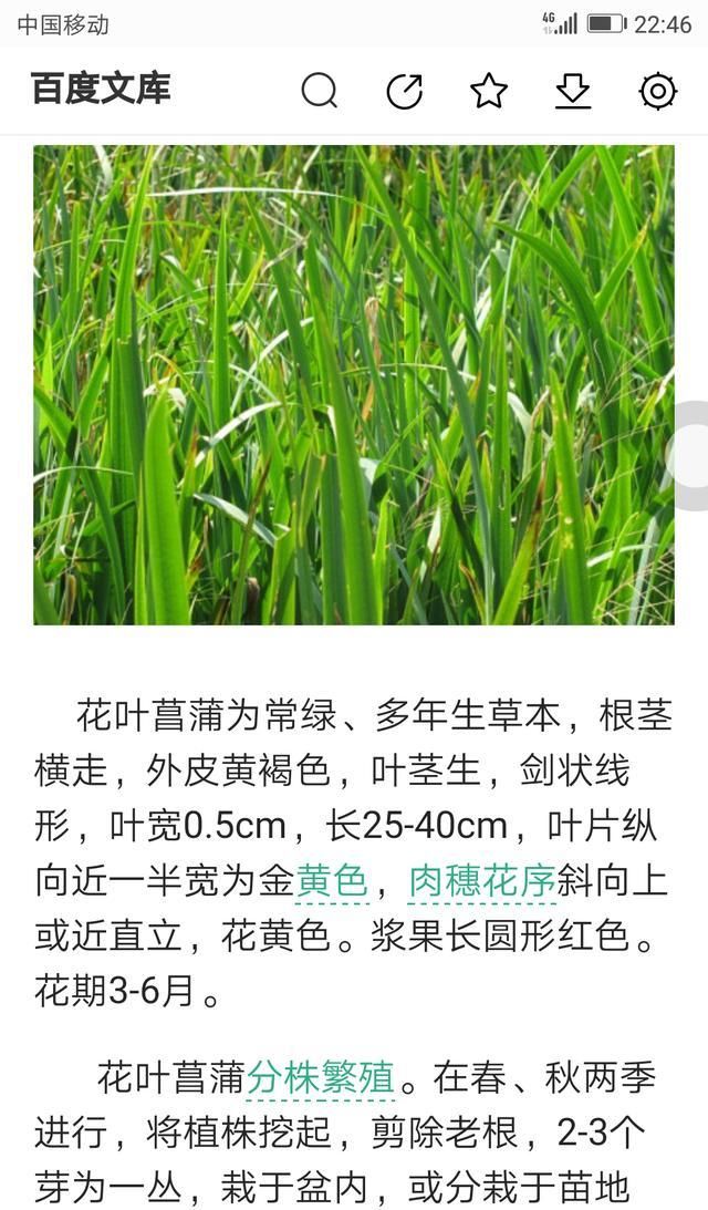 院子里的荷花鱼池，种这些绿植无需过滤又美观