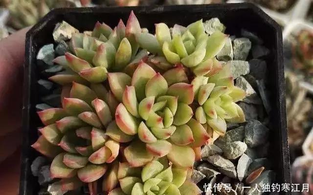 6招教你判断多肉是否缺水,掌握4季浇水法则