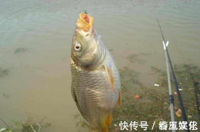 长子|钓鱼不要总认为子线长短无所谓,它的作用大着呢!