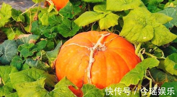 食物|女性不愿老太快,要坚持吃3种食物,排毒养颜、滋润肌肤!