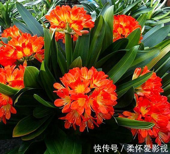 君子兰不出箭,1星期1勺零食,一盆开8朵,朵朵惊艳你
