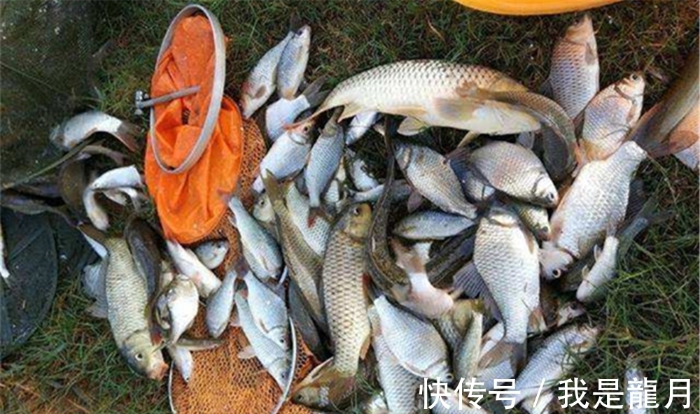 鲫鱼|冬钓鲫鱼,子线的长短影响了渔获,选择不当,中鱼率会大幅度下降