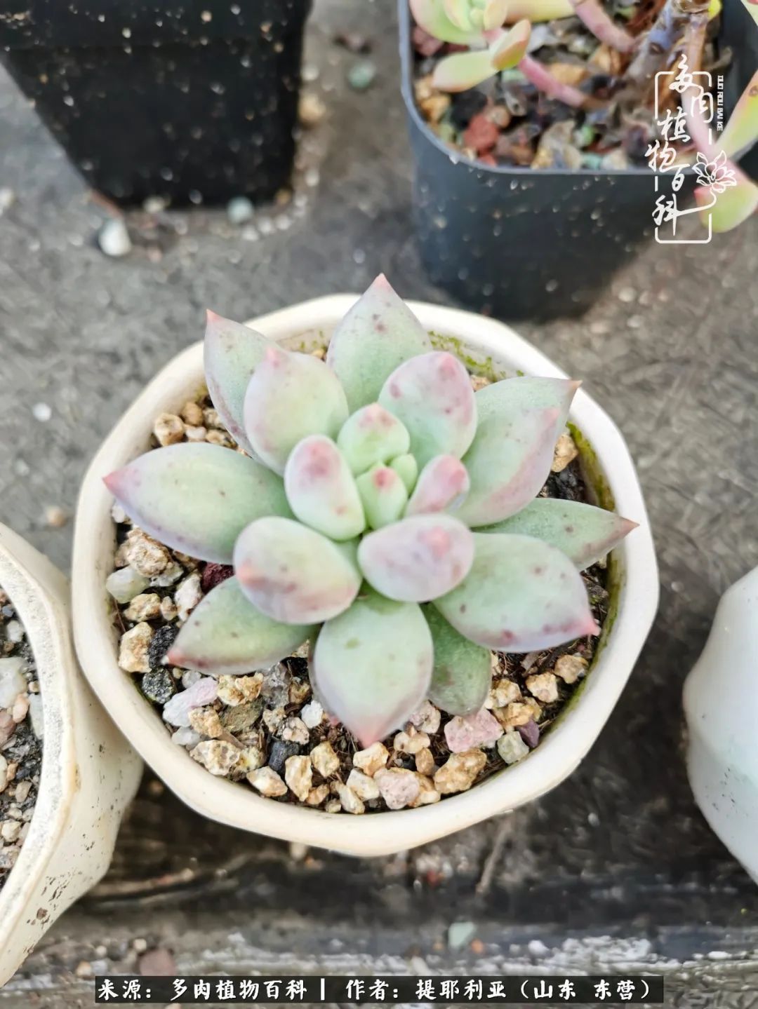多肉植物|人如多肉,经阳光雨露历练后,亦会越挫越勇!