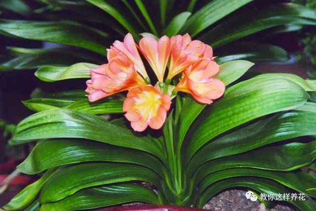 老花农的一勺油，君子兰居然叶片肥绿，爆盆开花！