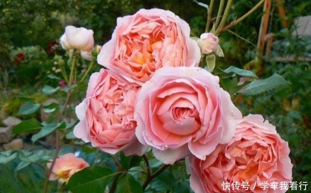 夏天养月季,黄叶又落叶多菌灵不管用,3招杜绝月季“黑斑病”!