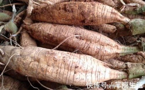 益母草|天然“青霉素”发现了,没事儿可劲儿吃,杀菌消炎,炎症或不敢“登门”