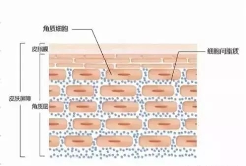 保养品|宁可三日无妆, 不可一日无霜? 护肤品,到底能被吸收多少?