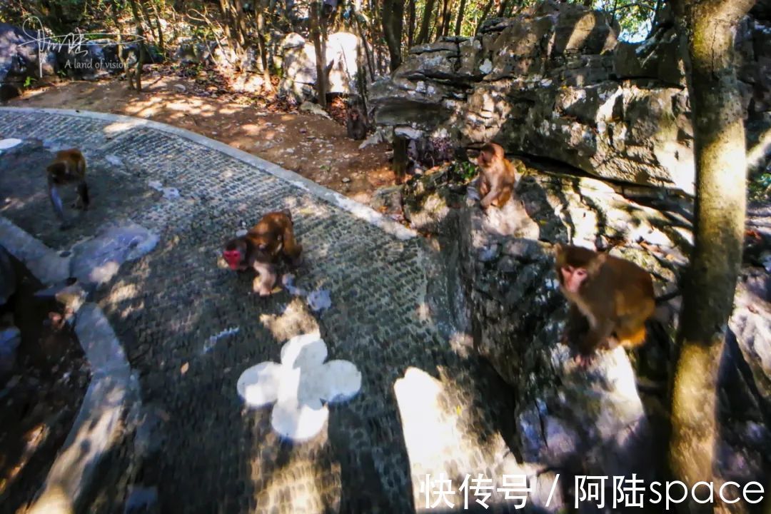 千岛湖景区|野猴伤人推人事件频发，为什么杭州千岛湖景区里的就那么听话？